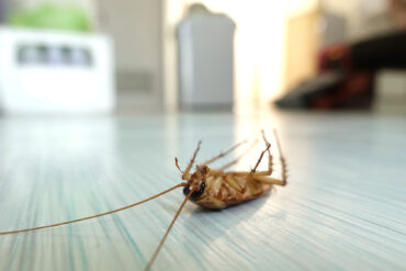 home pest problems