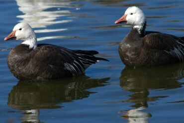Guided duck hunts
