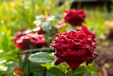Red roses