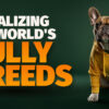bully breeds