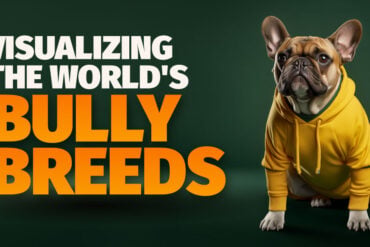 bully breeds